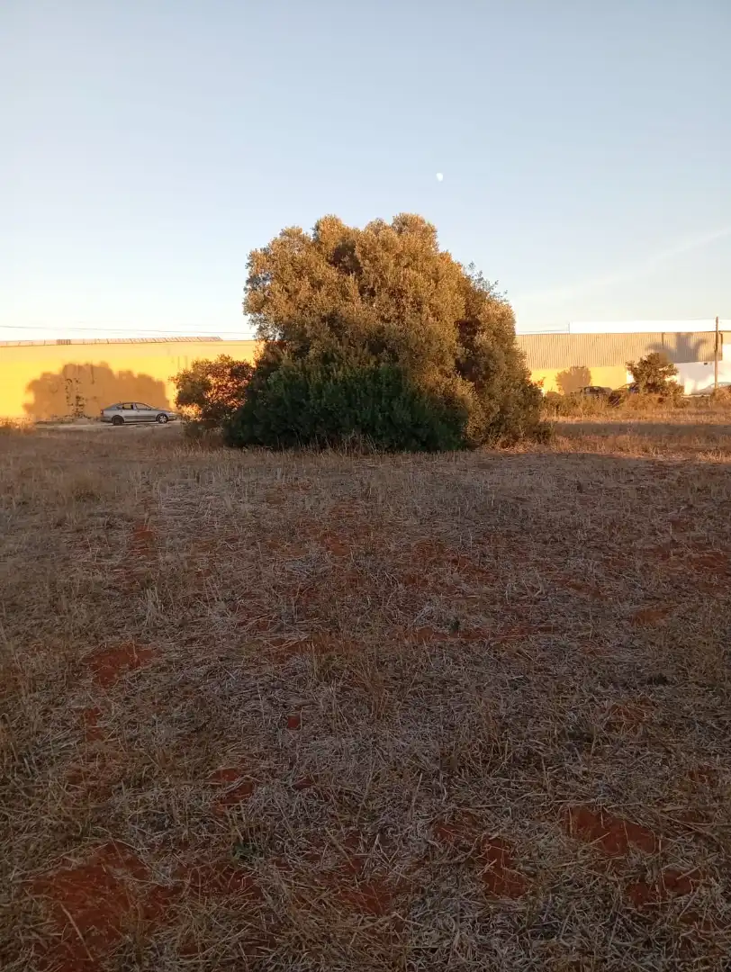 Terreno en venta en Conil de la Frontera