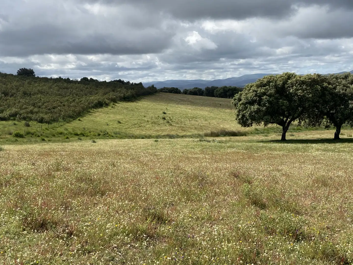 Terreno en venta en Deleitosa