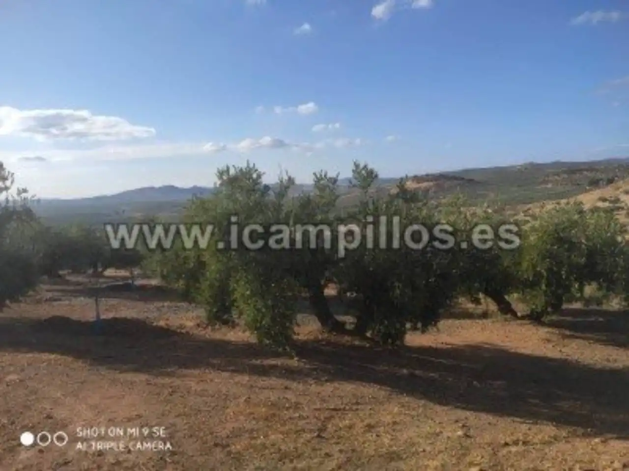 1.70 HECTAREAS ENTRE CAMPONUBES Y LUQUE, imatge 4