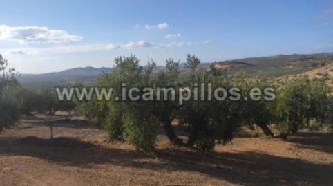 1.70 HECTAREAS ENTRE CAMPONUBES Y LUQUE, imatge 4
