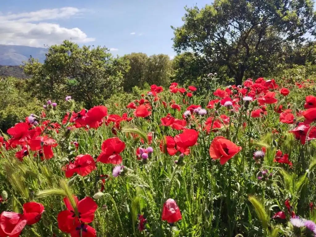 Jardín de Casa o chalet en venta en Alhama de Granada