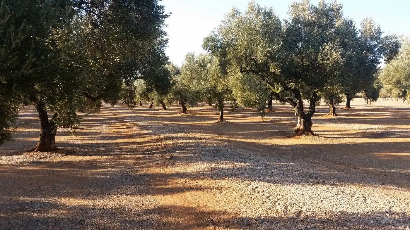 Rural land for sale in Godall, imagen 3
