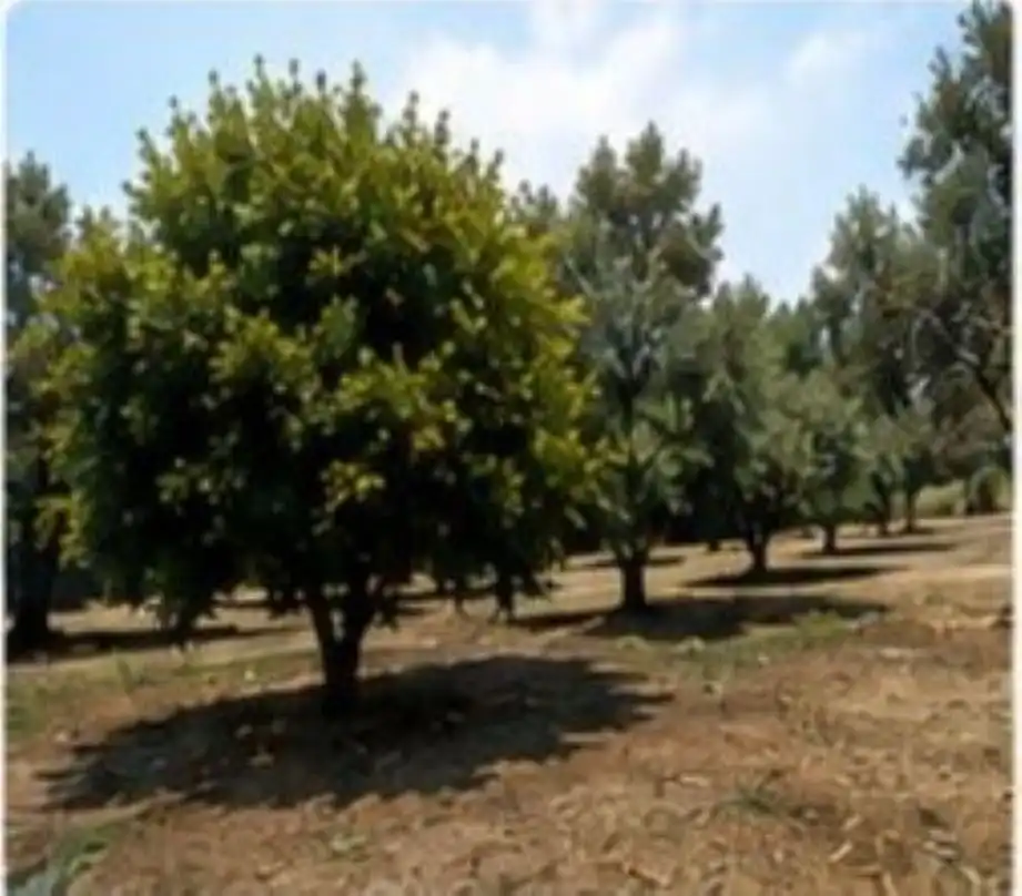 Terreno rustico in affitto a El Romeral - Peñón de Zapata, imagen 2