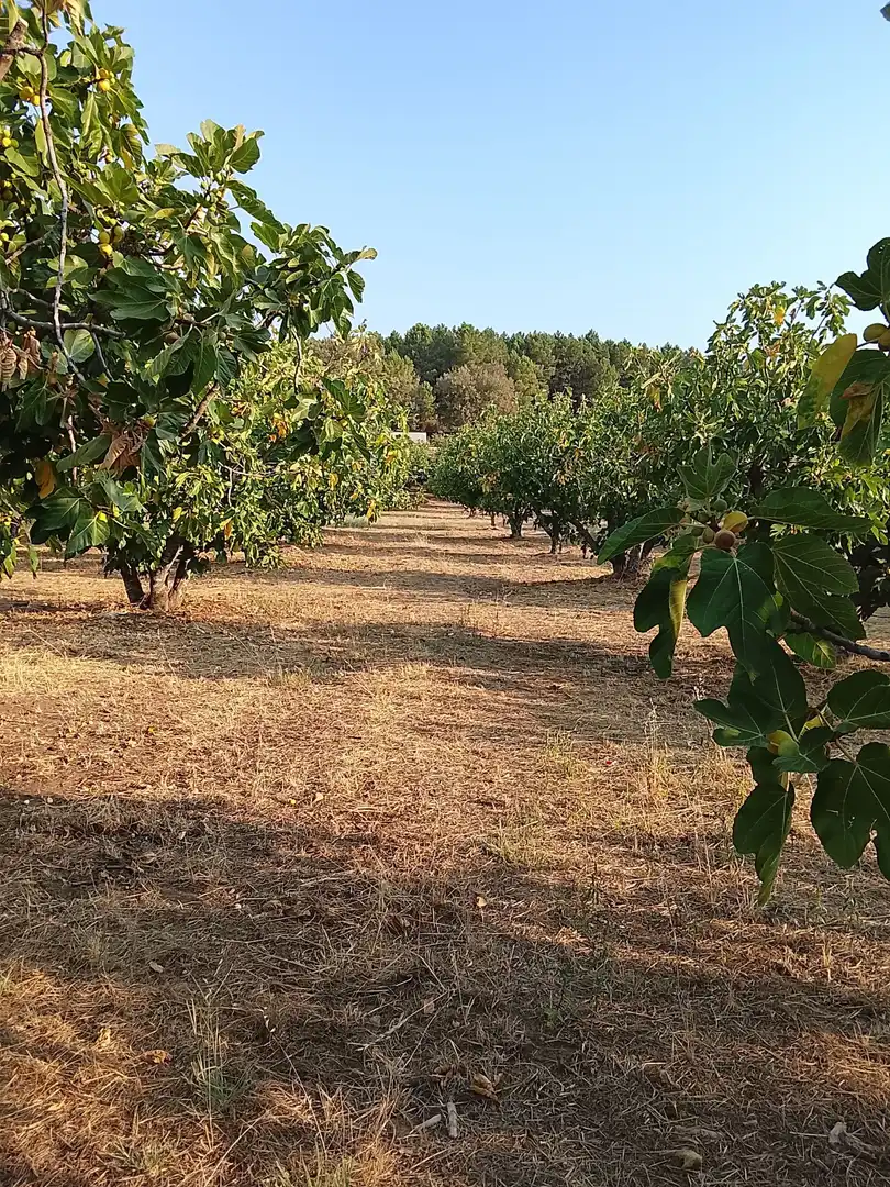 Terreny en venda en Madrigal de la Vera