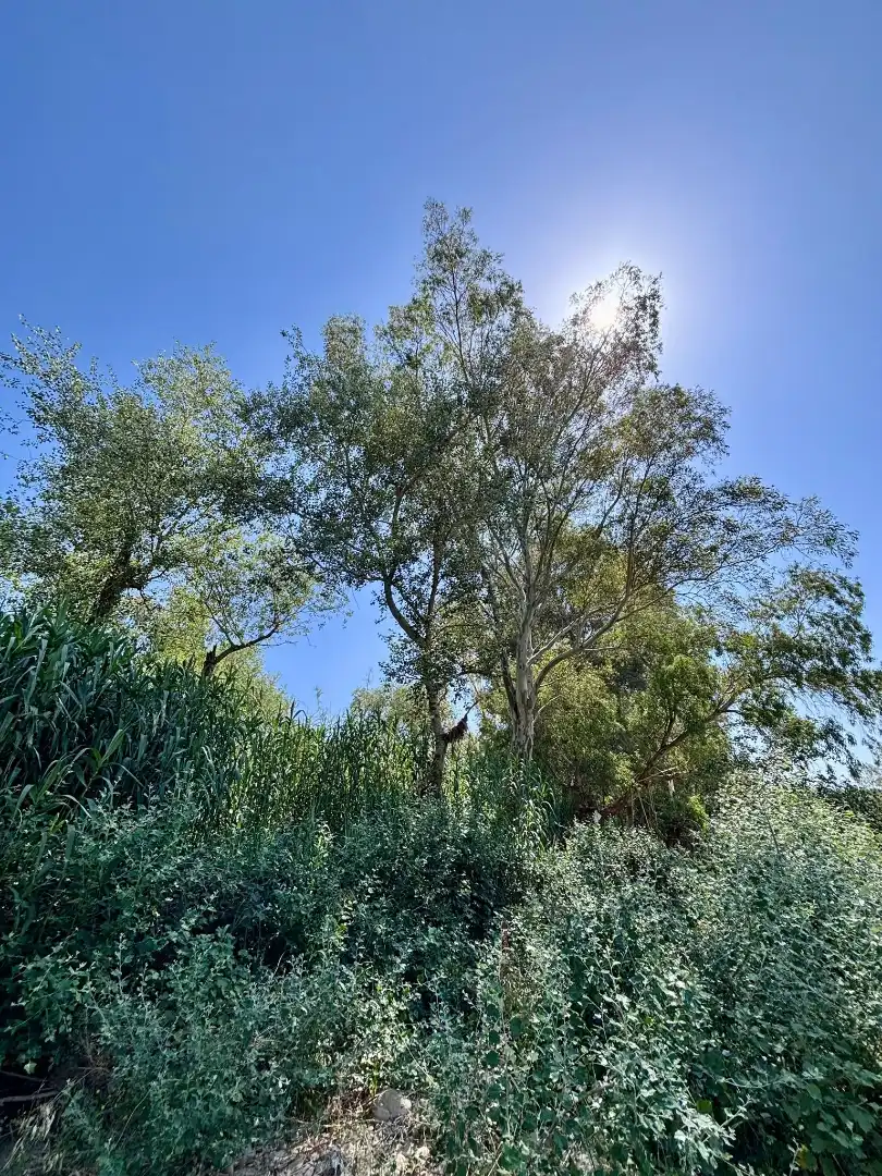 Grundstücke zum Verkauf in Arcos de la Frontera