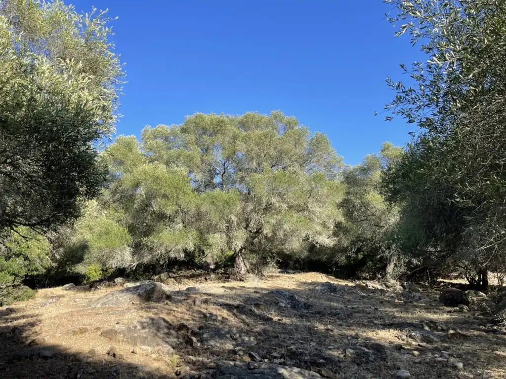 Country homes for sale in Castellar de la Frontera  with Private garden