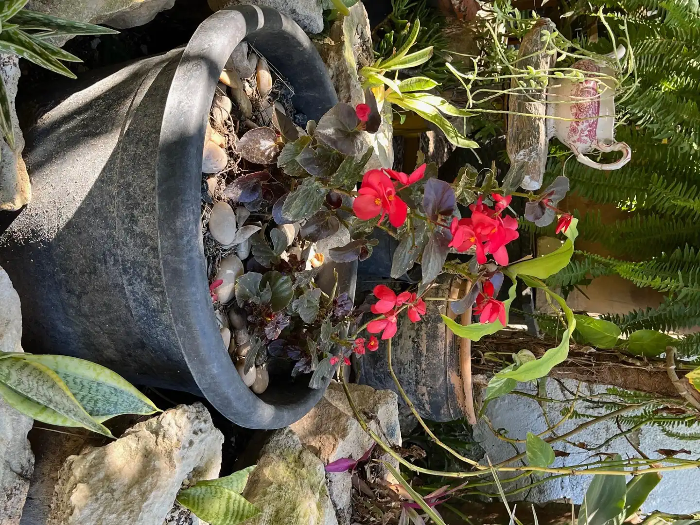 Jardín de Finca rústica de alquiler en Catral con Jardín privado