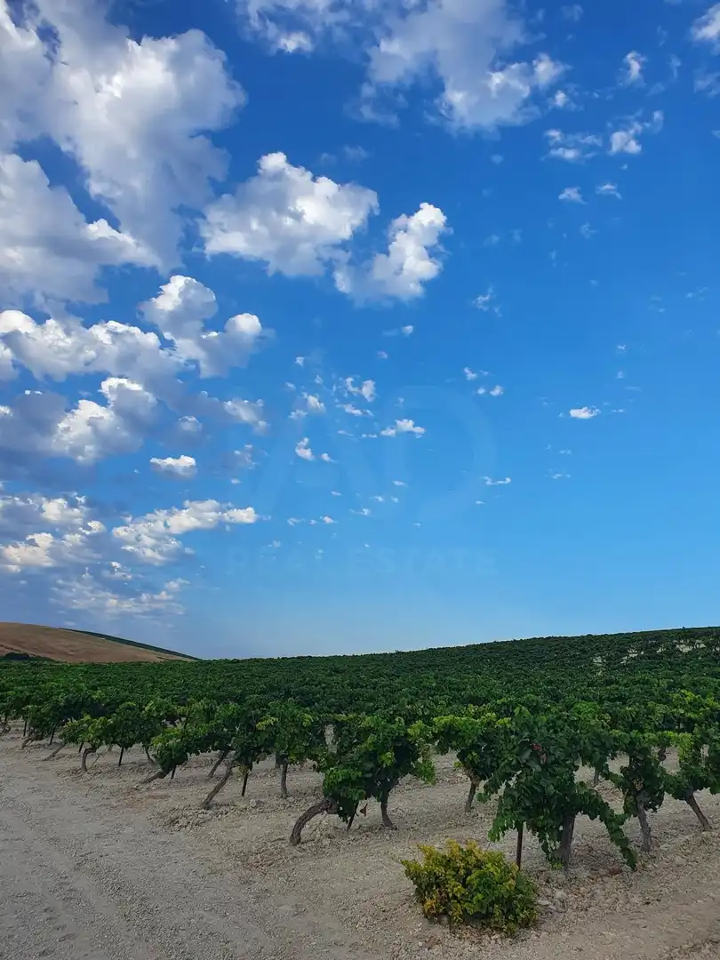 Rural land for sale in Santiago - Coronación, imagen 20