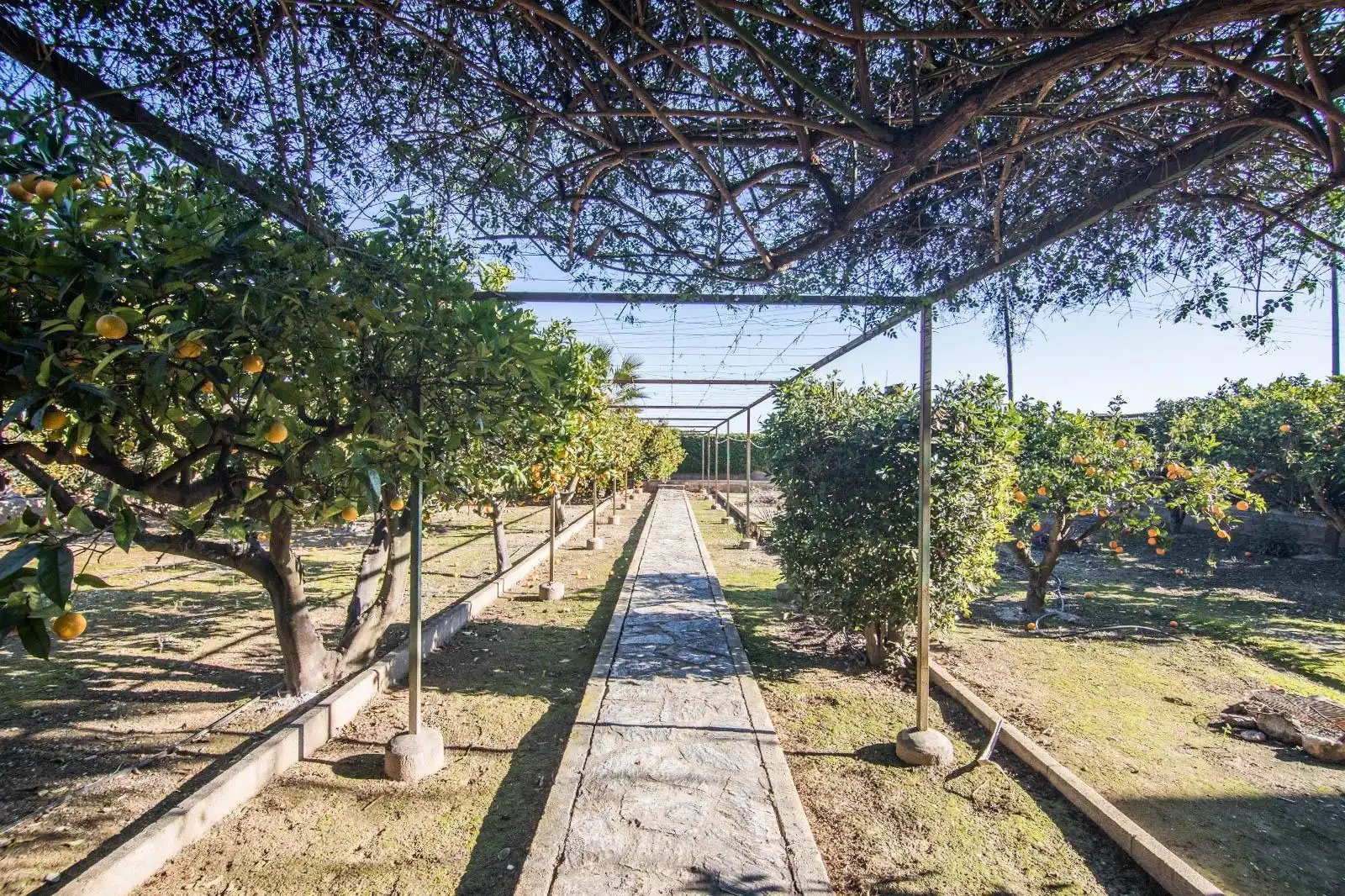 Jardí de Casa o xalet en venda en Elche / Elx amb Terrassa, Traster i Piscina
