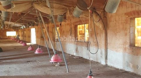 Se vende almacen - granja pollos, imatge 3