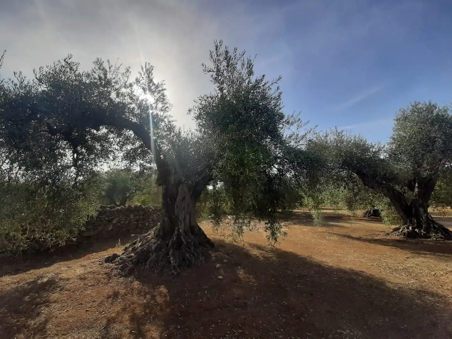 Terreni e lotti in vendita a Torre de Santa María, imagen 10