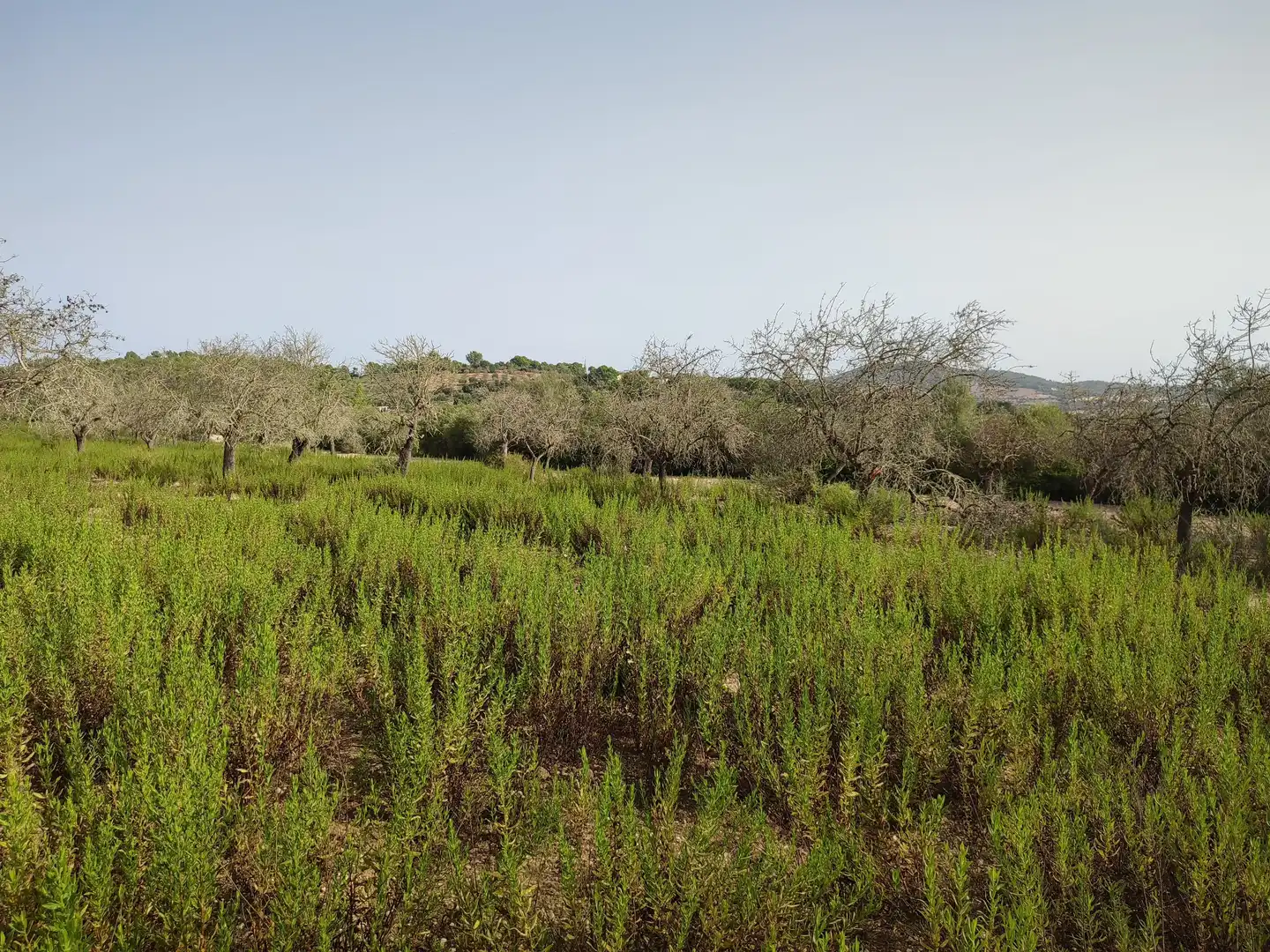 Terreny residencial en venda a Sant Joan, imagen 17