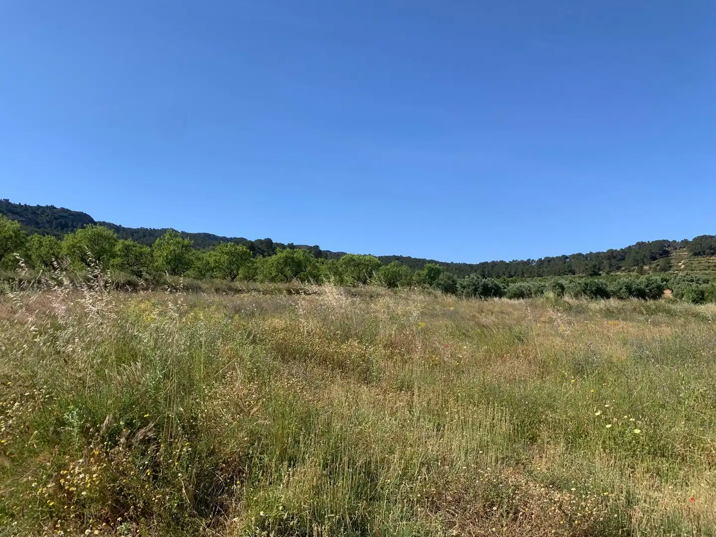 Terreno rustico in vendita a Corbera d'Ebre, imagen 15