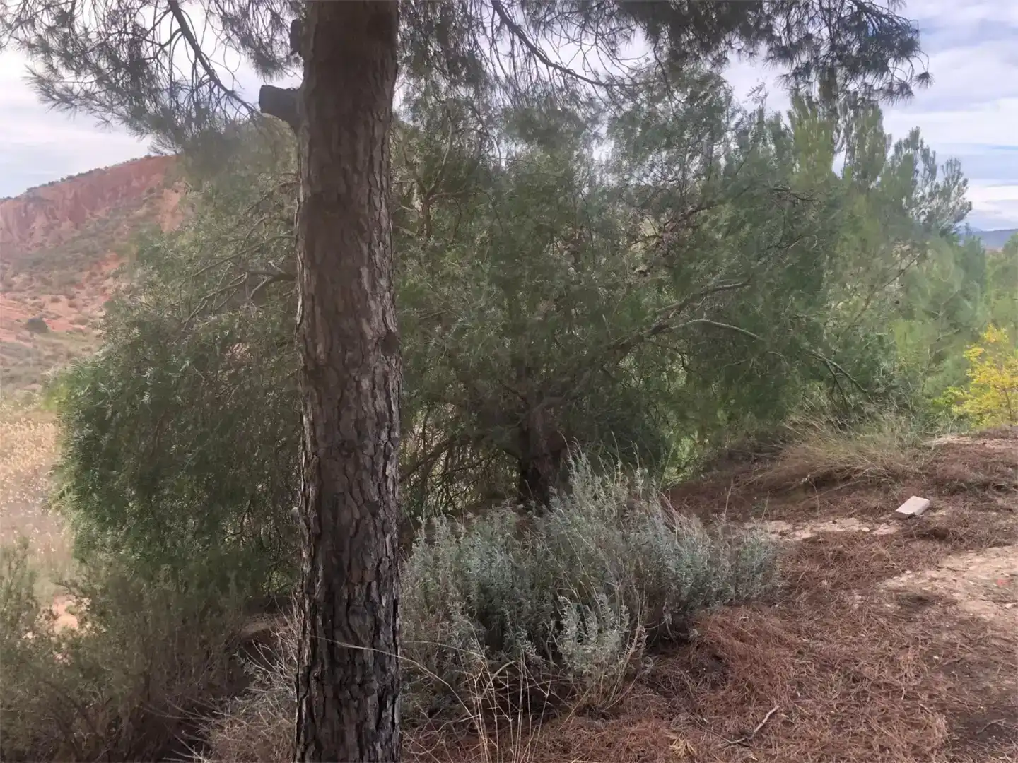 Piso en venta en Petrer con Jardín privado, Piscina y Balcón