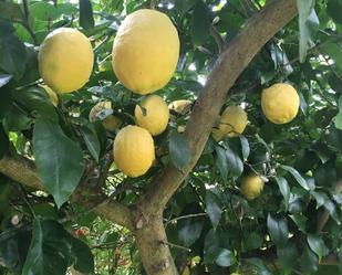 Jardí de Casa o xalet en venda en Navia amb Jardí privat i Traster