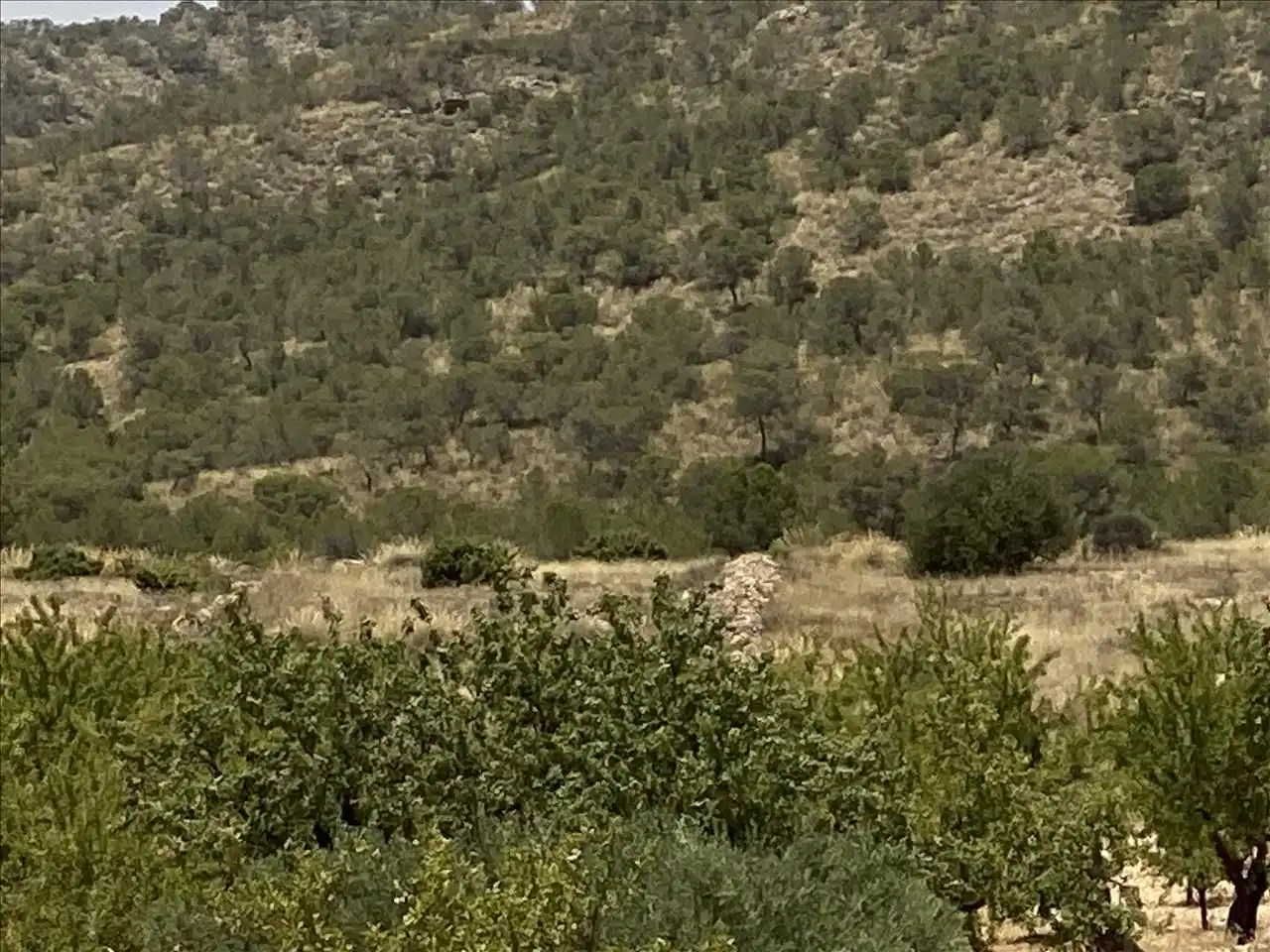 Lands and plots for sale in Poste Abanilla 165, imagen 9