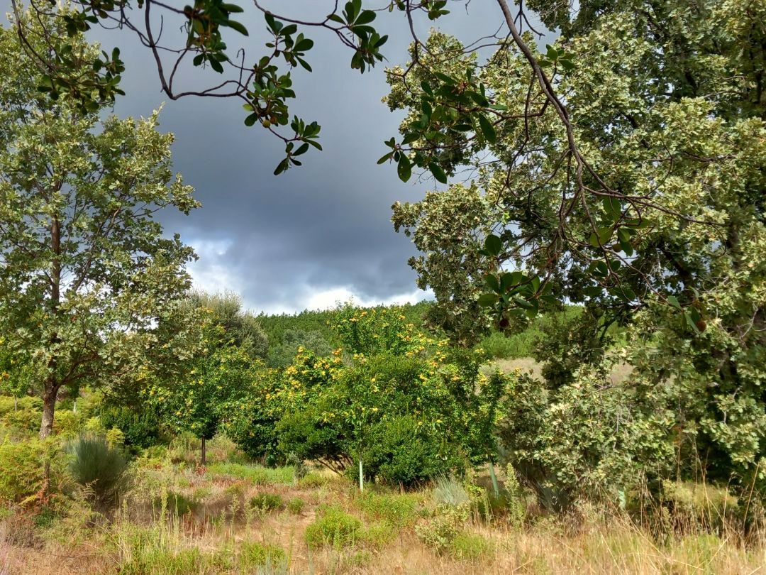 Land for sale in Gata