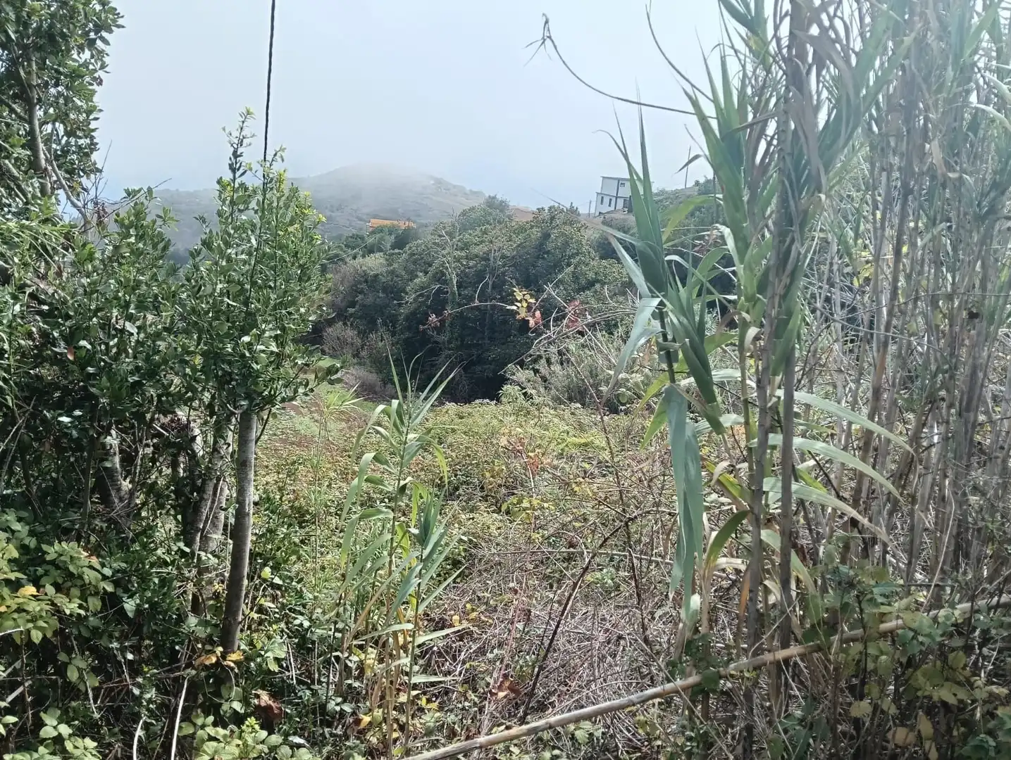 Land for sale in Puntallana