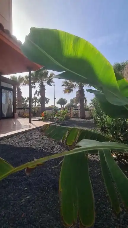 Jardí de Casa o xalet en venda en La Oliva amb Jardí privat i Piscina comunitària