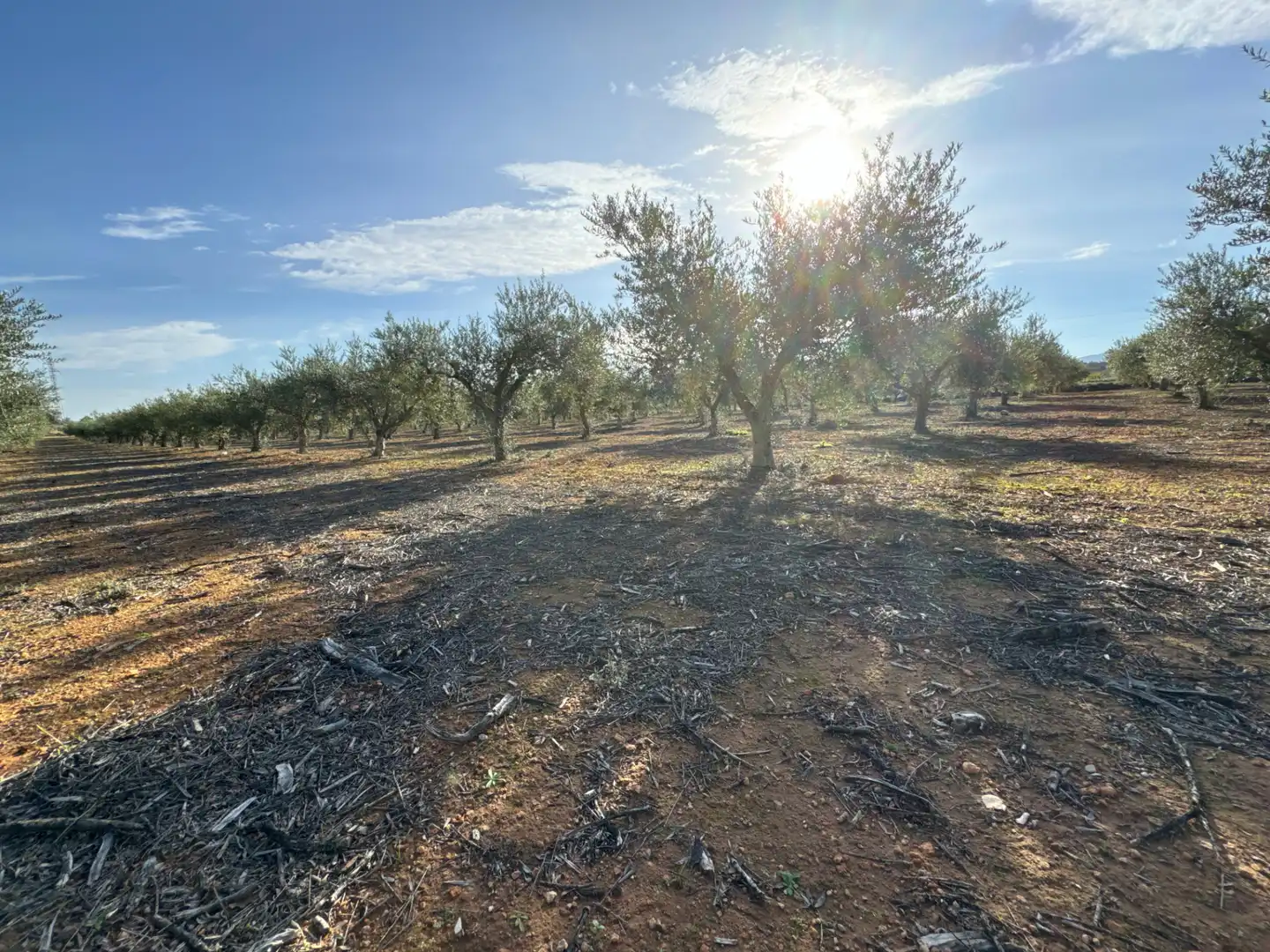 Finca rústica en venda en El Palomar amb Jardí privat, Terrassa i Traster