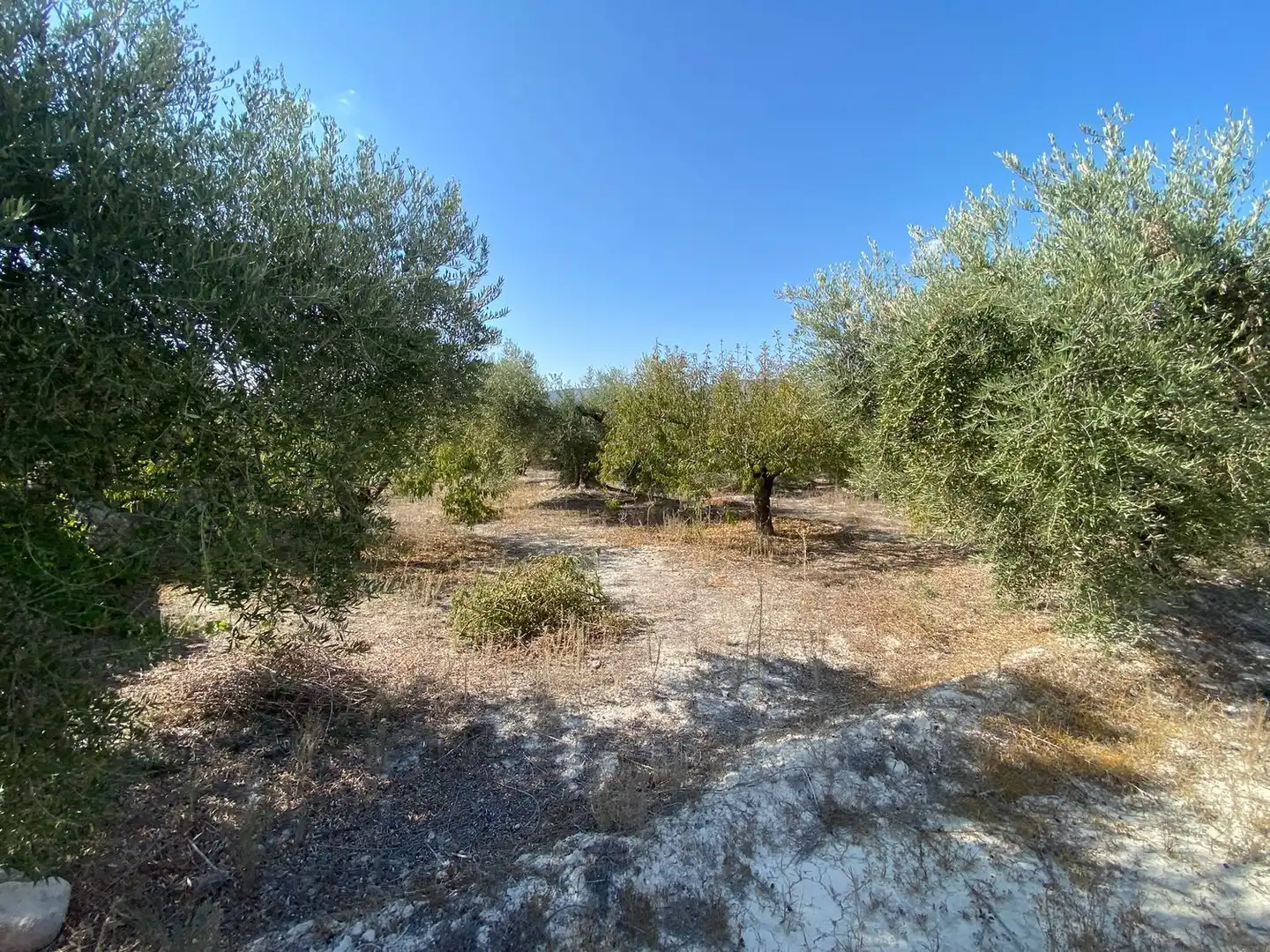 Terreny rústic en venda a Moratalla, imagen 19