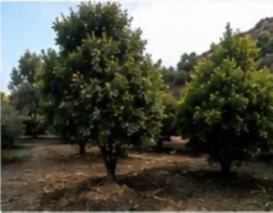 Terreno rustico in affitto a El Romeral - Peñón de Zapata, imagen 5