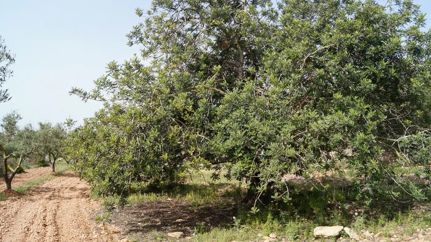 Terreno en venta en Torredembarra