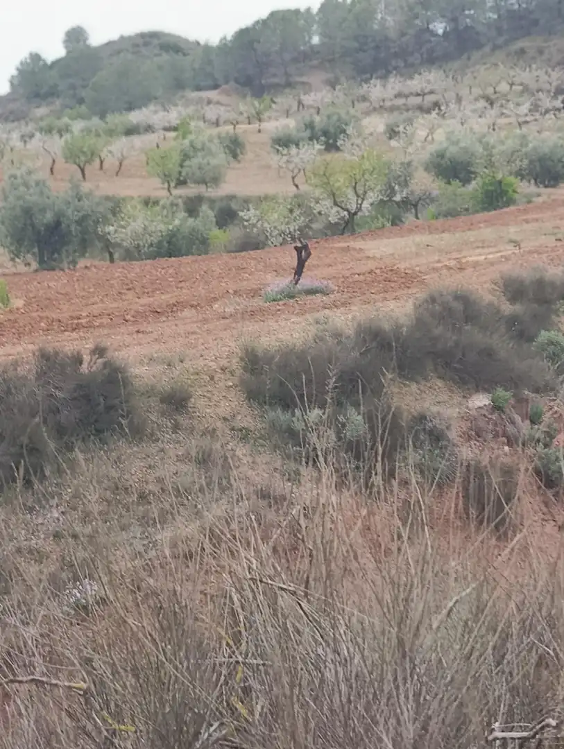 Terrenys i solars en venda a Bullas, imagen 10