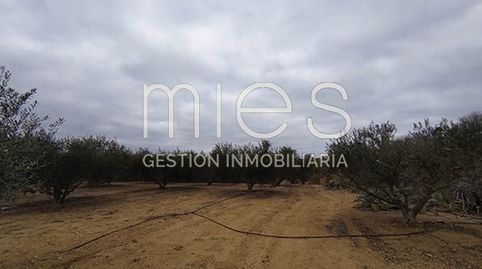 Foto 3 de Terreno en venta en Cana Murta, Montserrat, Valencia