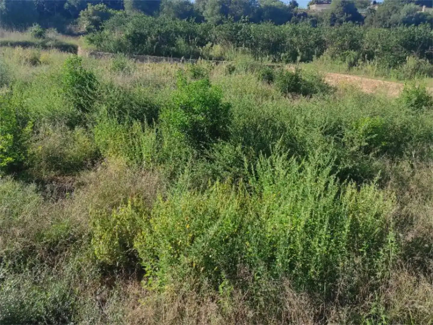 Finca rústica en venta en Picassent