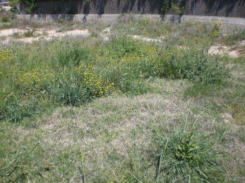 Terreno residencial en Venta en Avinguda Camí de les Forques, 31 en Cervera