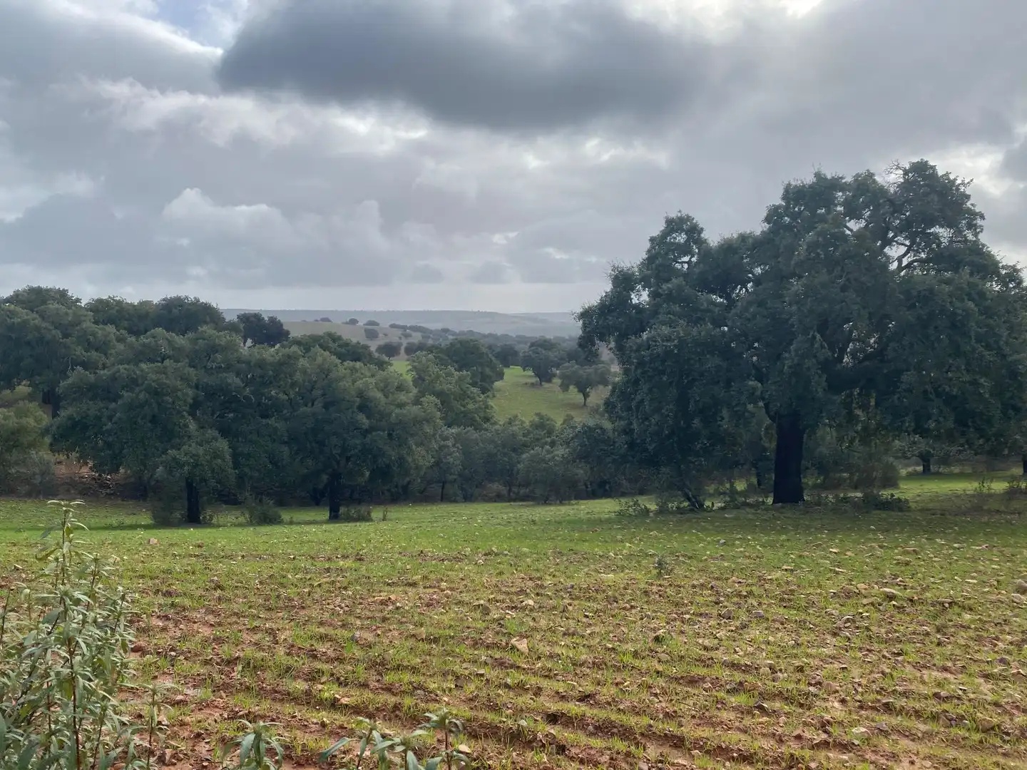 Terreno en venta en Anchuras