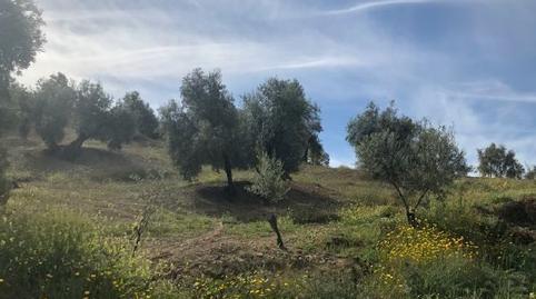 Photo 4 of Land for sale in La Calzada, Córdoba
