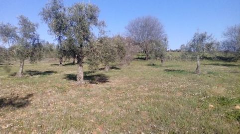 OLIVARES EN LAS PATUDAS
Parcelas de olivos en las Patudas con unas superficies de 1 hectárea y la otra de 1 fanega. Se encuentran, Bild 3