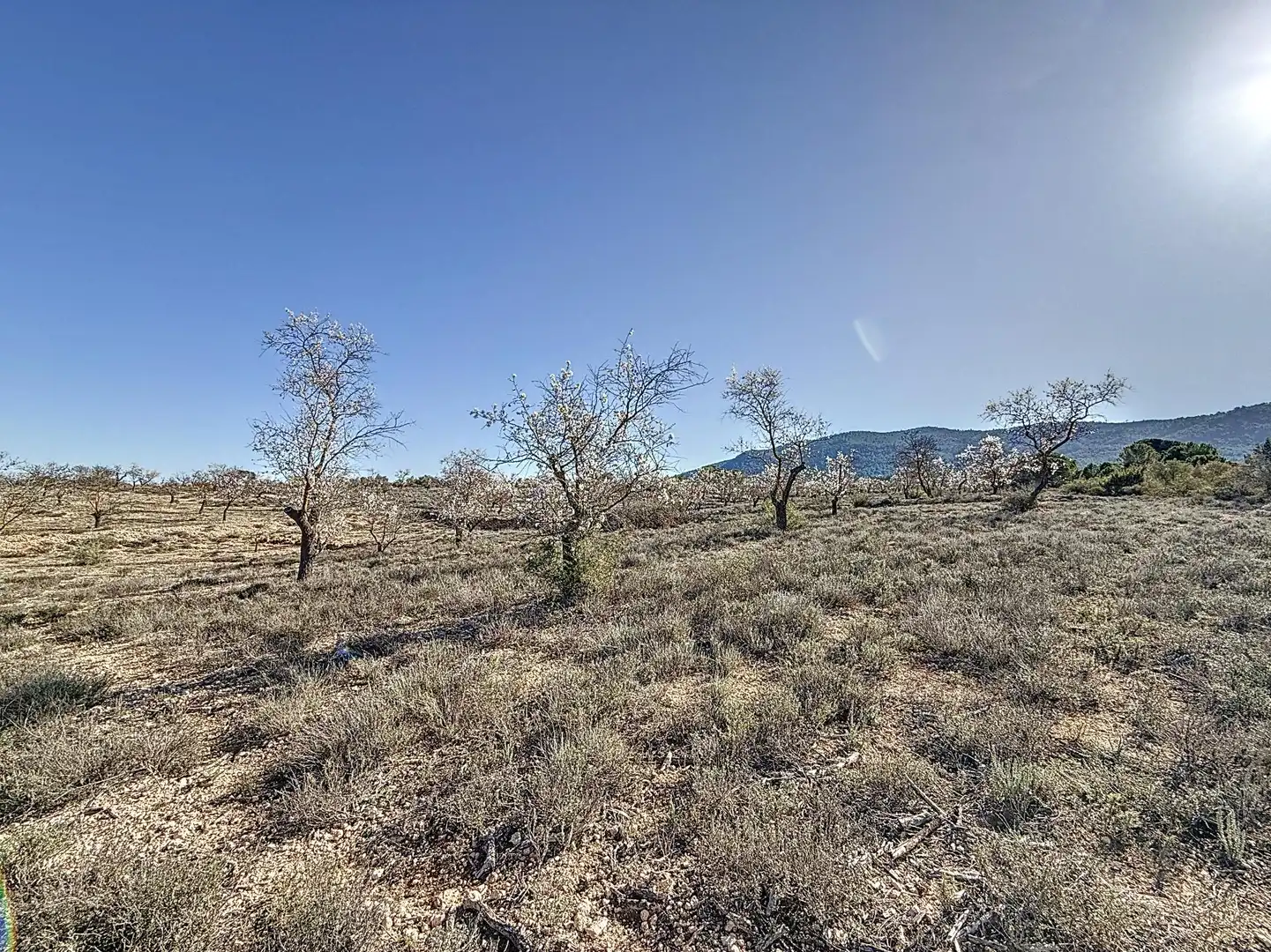 Terreno en venta en Biar