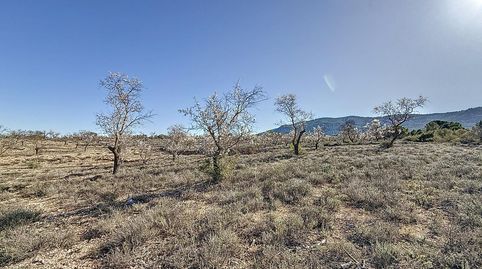 FINCA DE TIERRA SECANA EN PARTIDA EN BIAR ZONA EL COTO, immagine 3