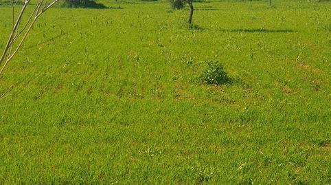 Foto 3 de Terreno en venta en Binissalem, Illes Balears