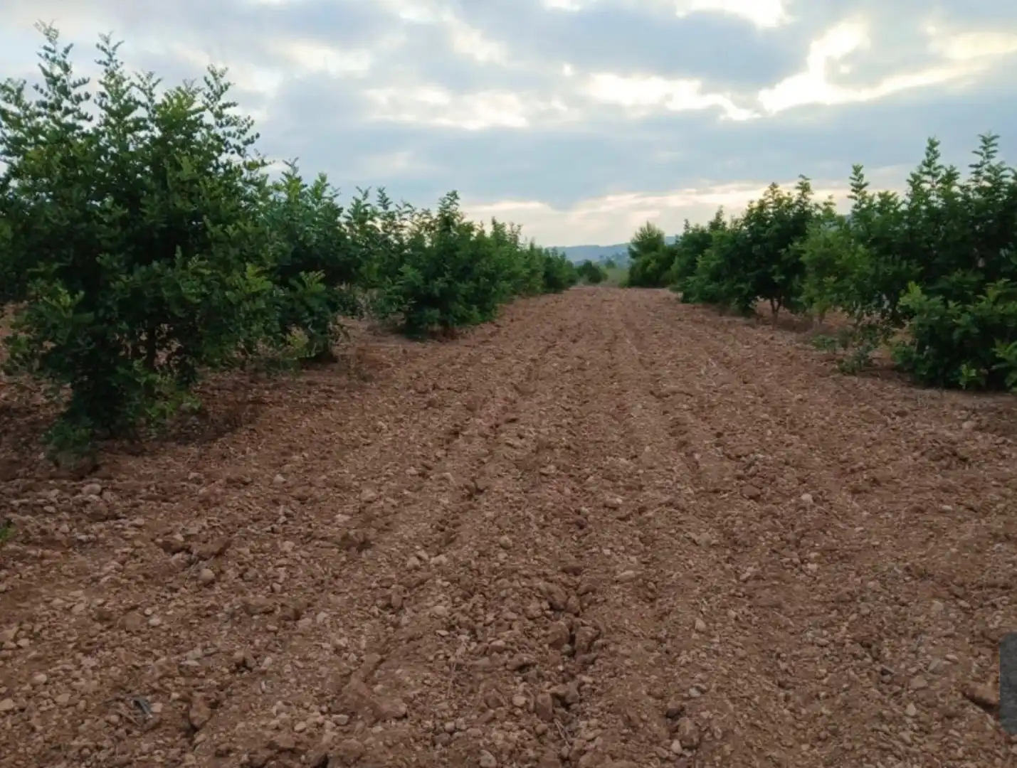 Rural land for sale in Llano de la Paridera 576
