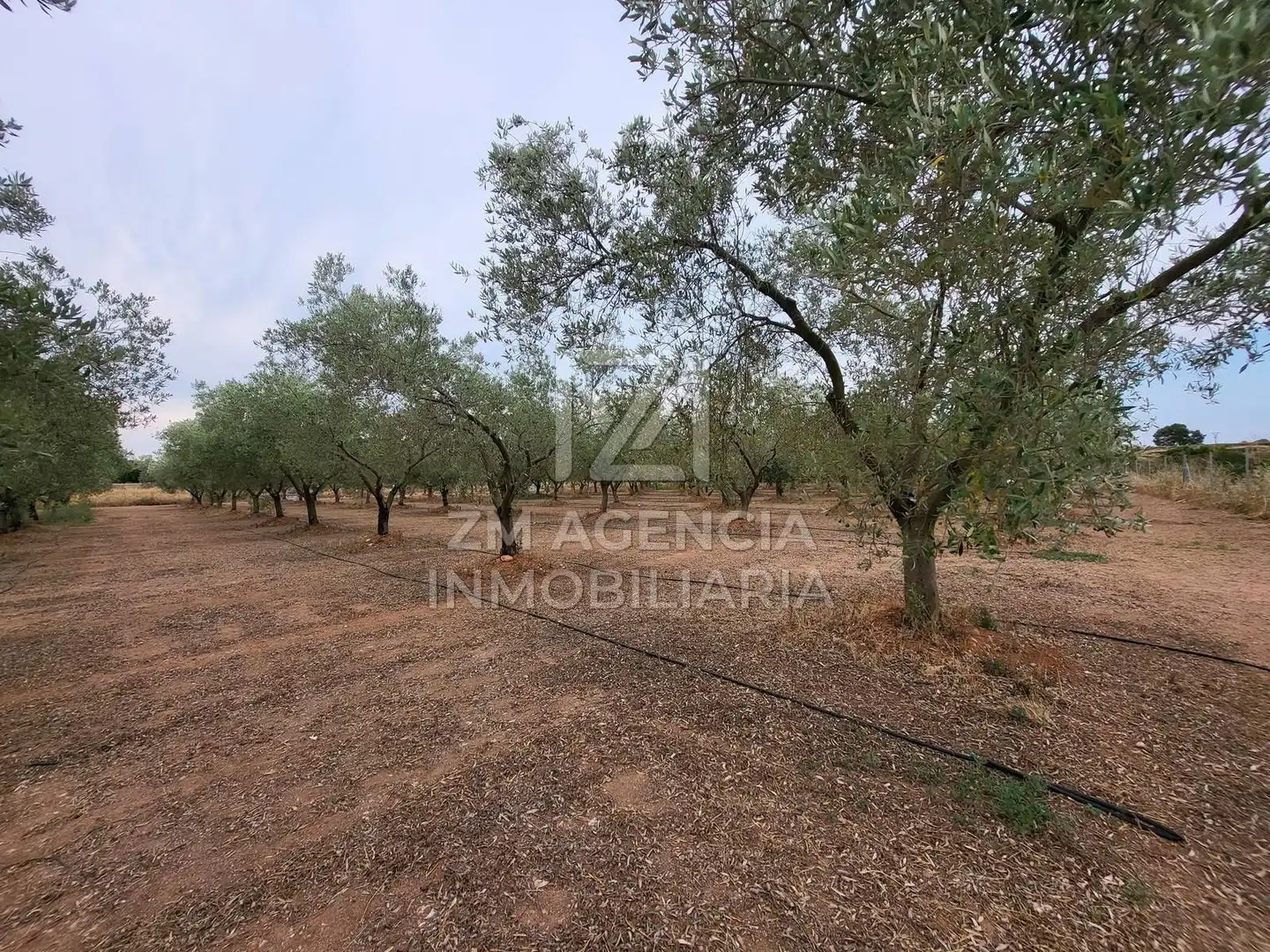 Terreno rústico en venta en Pueblo, imagen 4