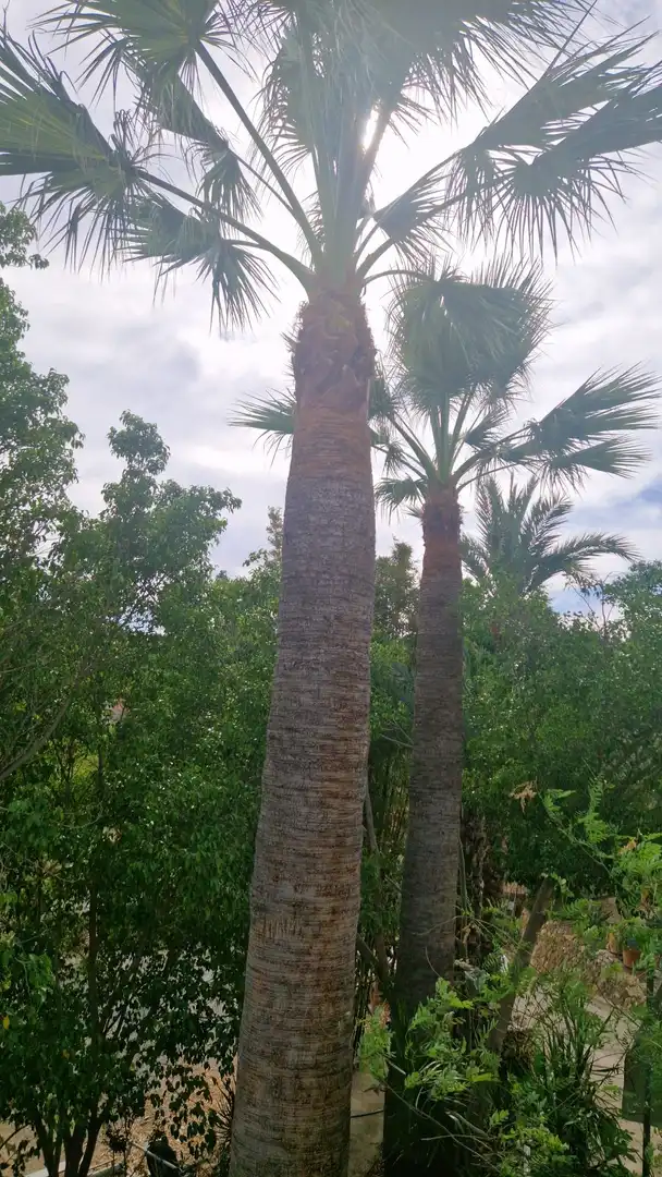 Casa amb jardí en venda a El Tossal - Bello Horizonte, imagen 25