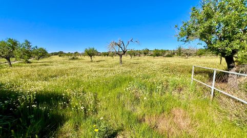Foto 2 de Residencial en venta en Es Llombards, Santanyí