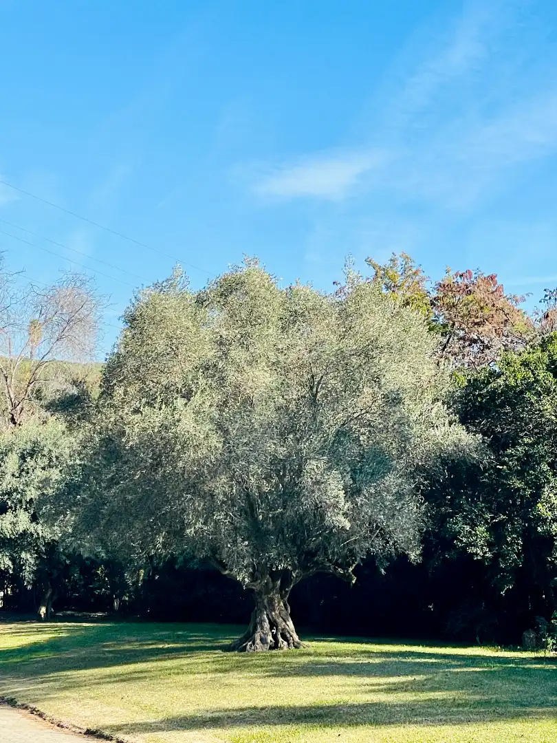 Villa avec balcon à vendre à Passeig Vallvidrera 17, imagen 19