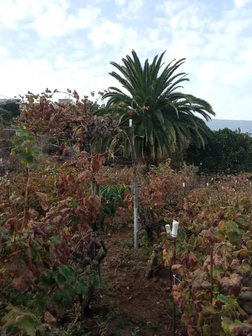 Terreno rustico in vendita a Las Cuevas - Los Gómez, imagen 8