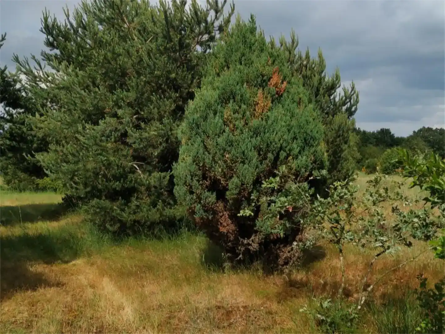 Land for sale in Sandiás