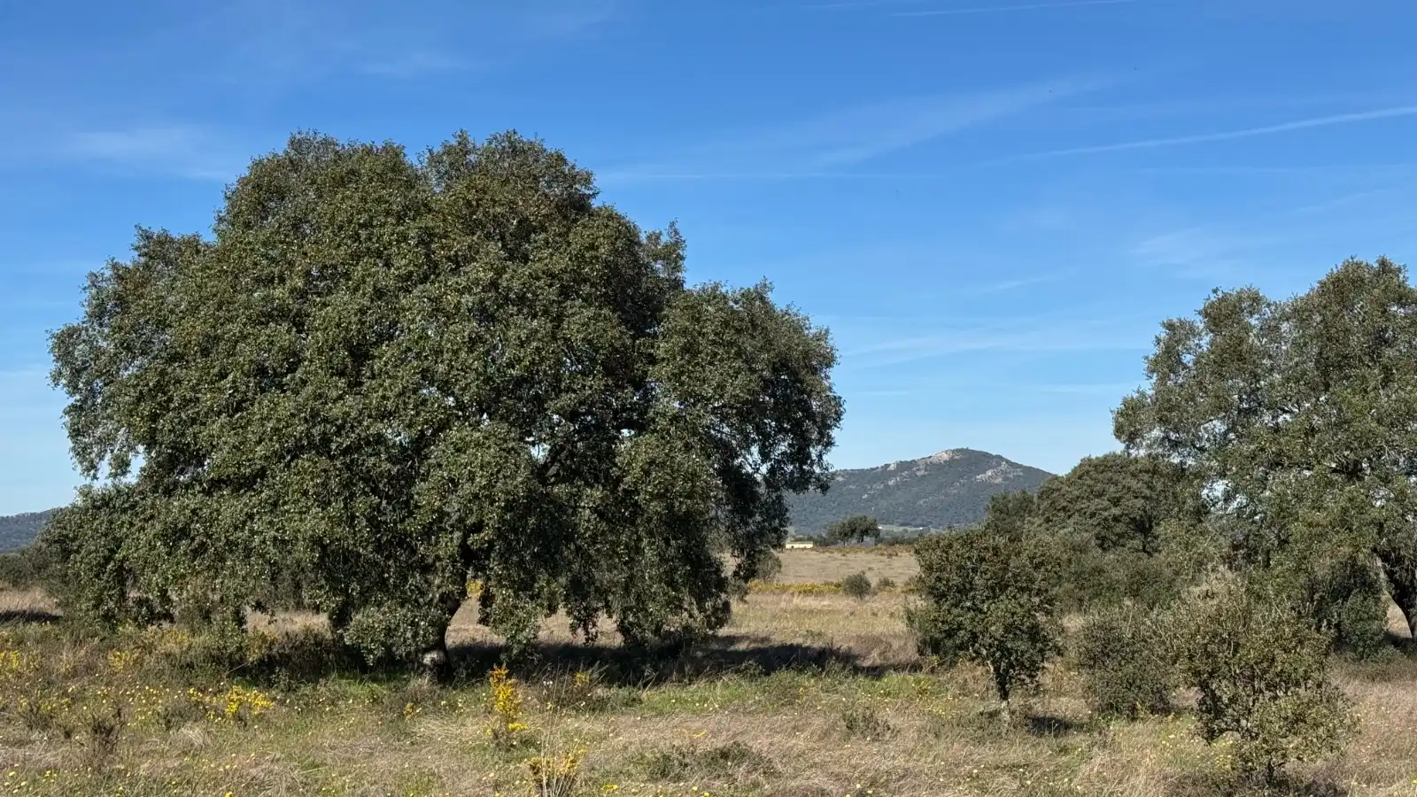 Terreno en venta en Cáceres