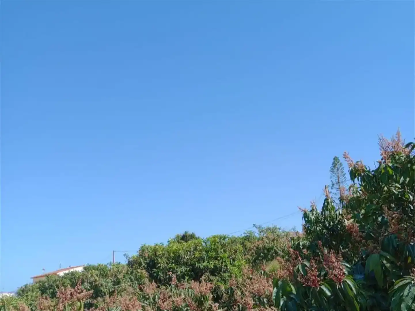 Finca rústica en venda en Salobreña