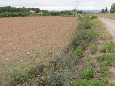 Rural land for sale in Camino Polígono 12