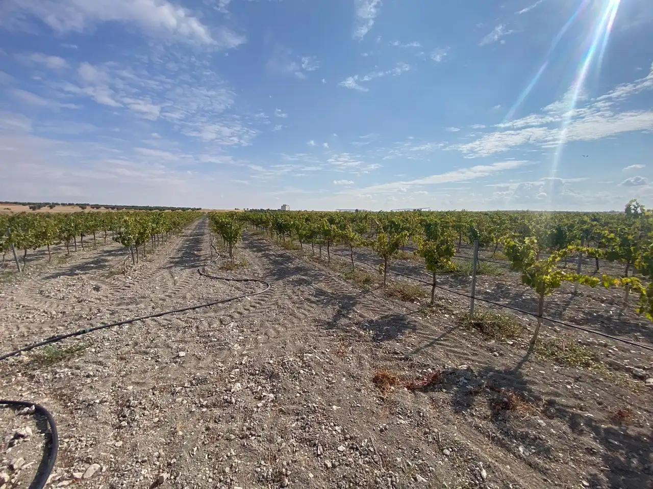 Terreny rústic en venda a Carretera Pozuelo de Calatrava 27, imagen 15