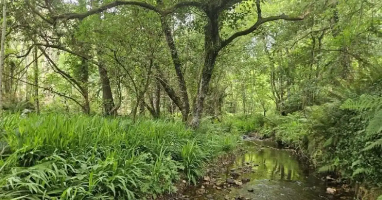 Terreno rustico in vendita a Pría - Nueva-Hontoria - Naves