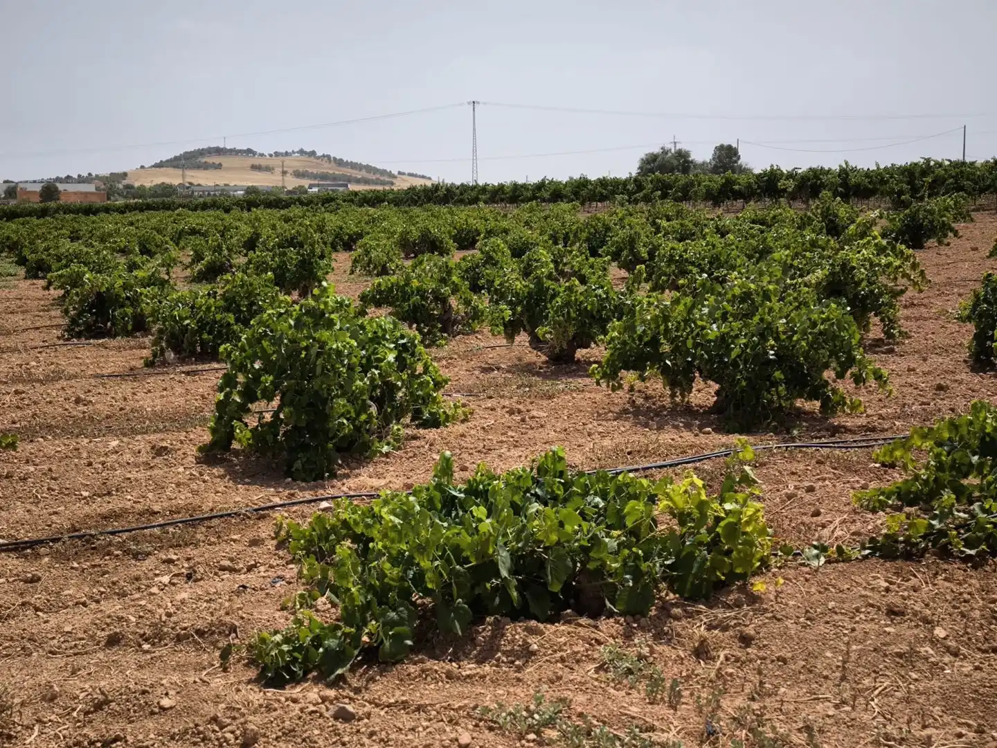 Casa rústica en venda a Valdepeñas